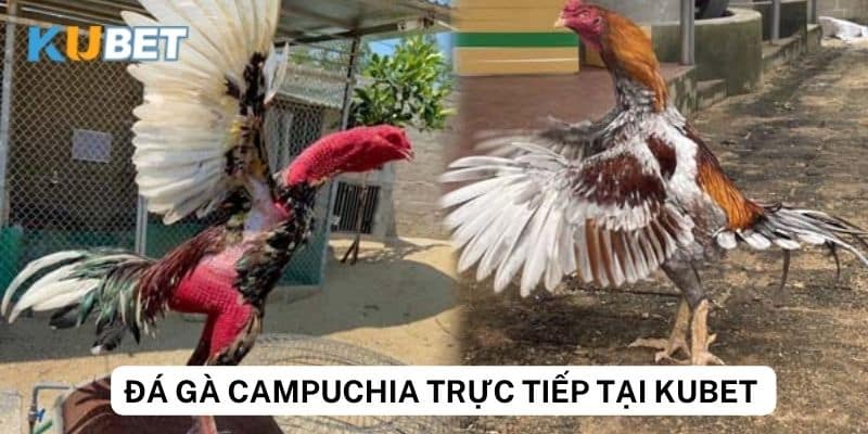 Tính năng đặc biệt của Kubet khi xem đá gà Campuchia trực tiếp 