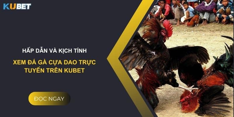 Hấp dẫn và kịch tính: Đá gà cựa dao trực tuyến trên Kubet