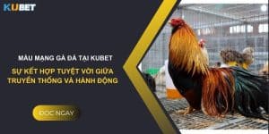 Màu mạng gà đá tại Kubet: Sự kết hợp tuyệt vời giữa truyền thống và hành động