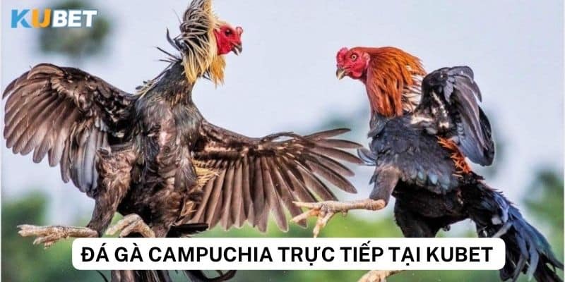 Kubet - Địa chỉ xem đá gà Campuchia trực tiếp uy tín