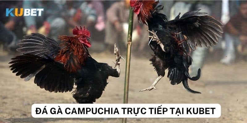 Những trận đấu đá gà Campuchia trực tiếp nổi bật