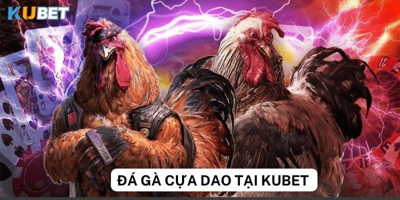 Đá gà cựa dao tại Kubet là gì?