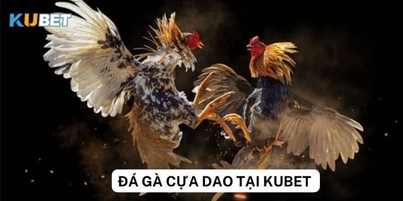 Những chiến thuật hay khi tham gia đá gà cựa dao