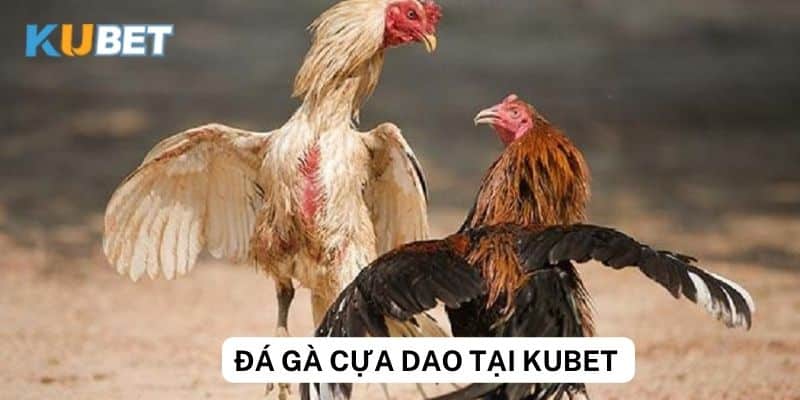 Bí quyết chiến thắng khi chơi đá gà cựa dao tại Kubet