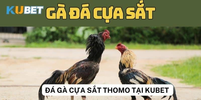 Những mẹo thắng đá gà cựa sắt hiệu quả tại Kubet