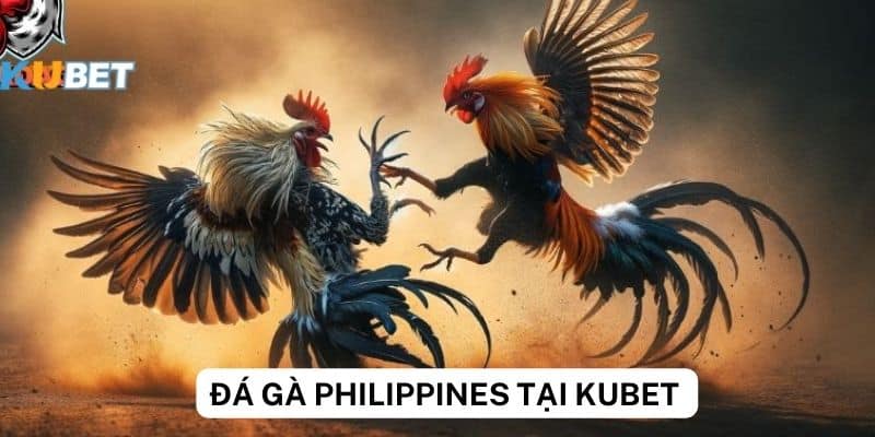 Phân tích tỷ lệ đá gà Philippines tại Kubet