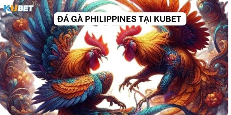 Thắng lớn với đá gà Philippines trên Kubet