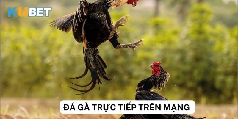 Khuyến mãi hấp dẫn cho người xem đá gà trực tiếp trên mạng