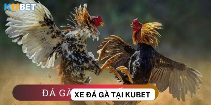 Các tính năng nổi bật khi xem đá gà tại kubet